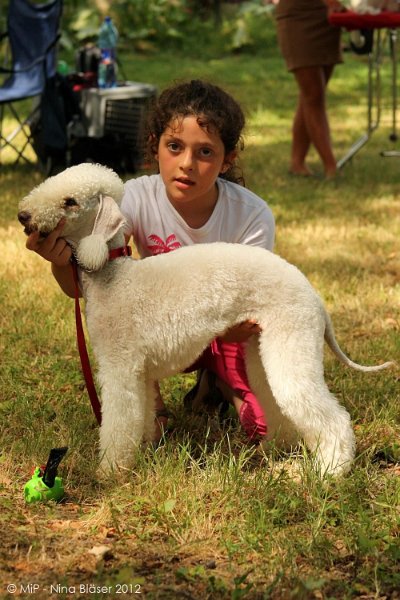 2012-07-01 B & B - Bedlington & Bichon Fun Day (315)_1000x1500.jpg